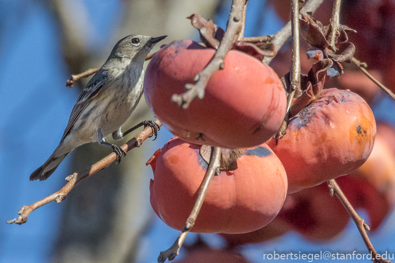 persimmon